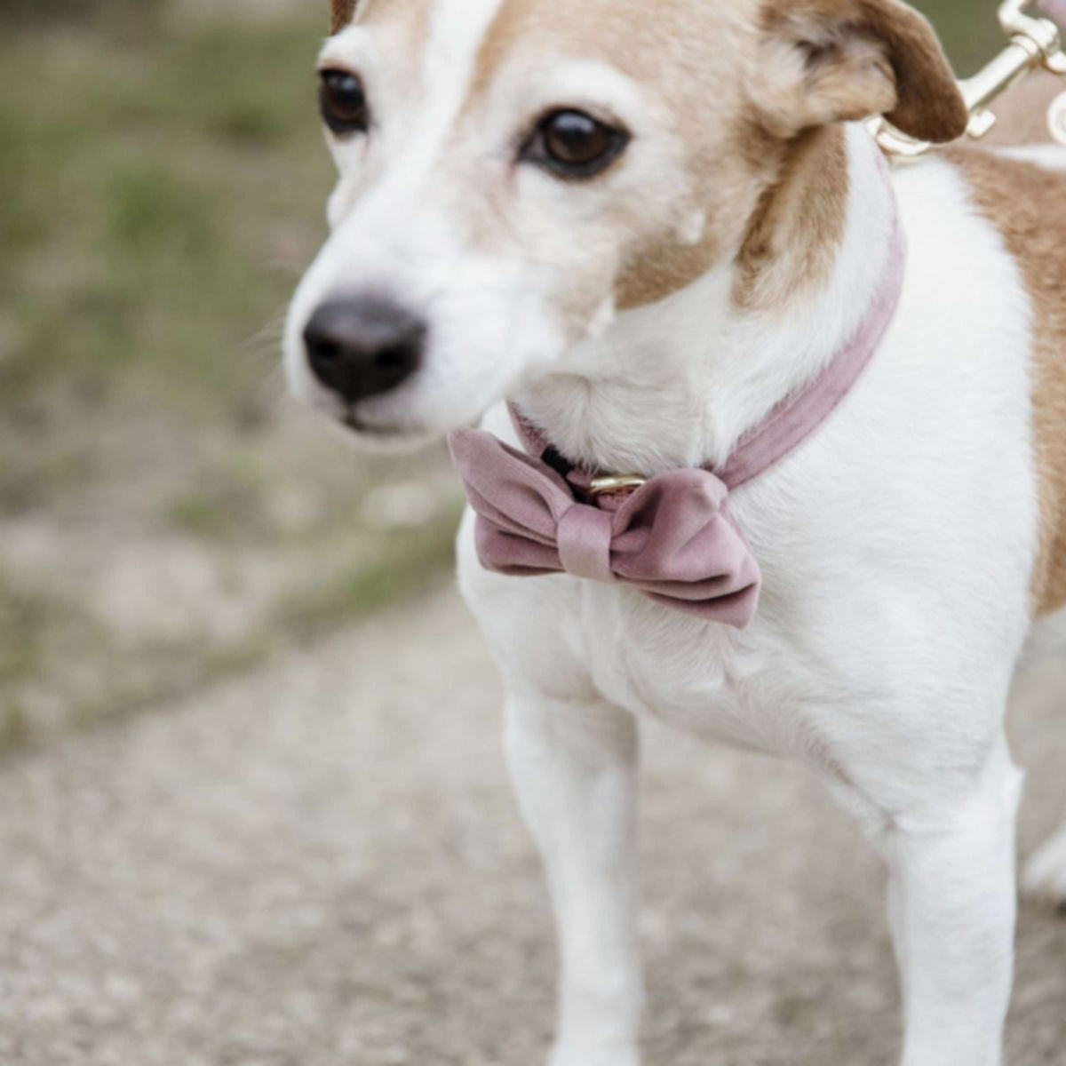 Kentucky Bow Tie velours Old Rose