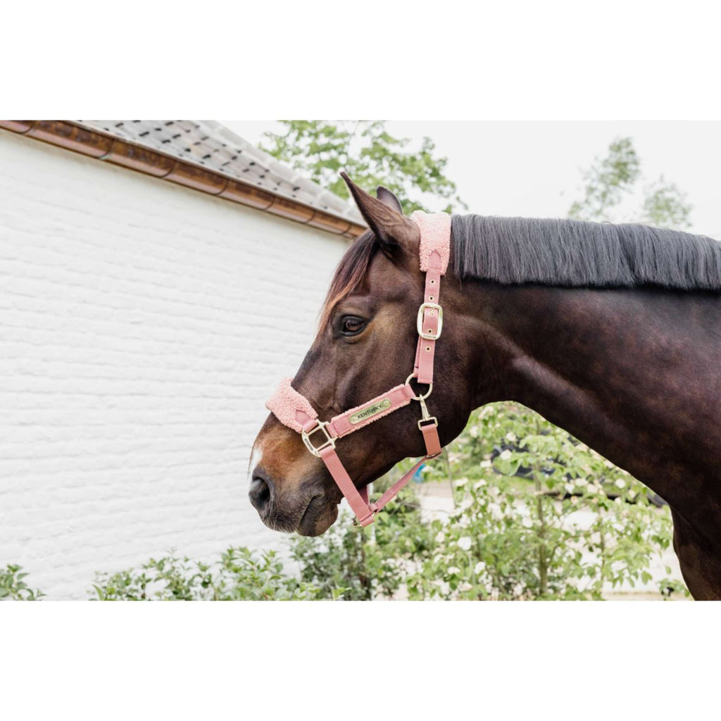 Kentucky Licol Teddy Fleece Rose Vieux