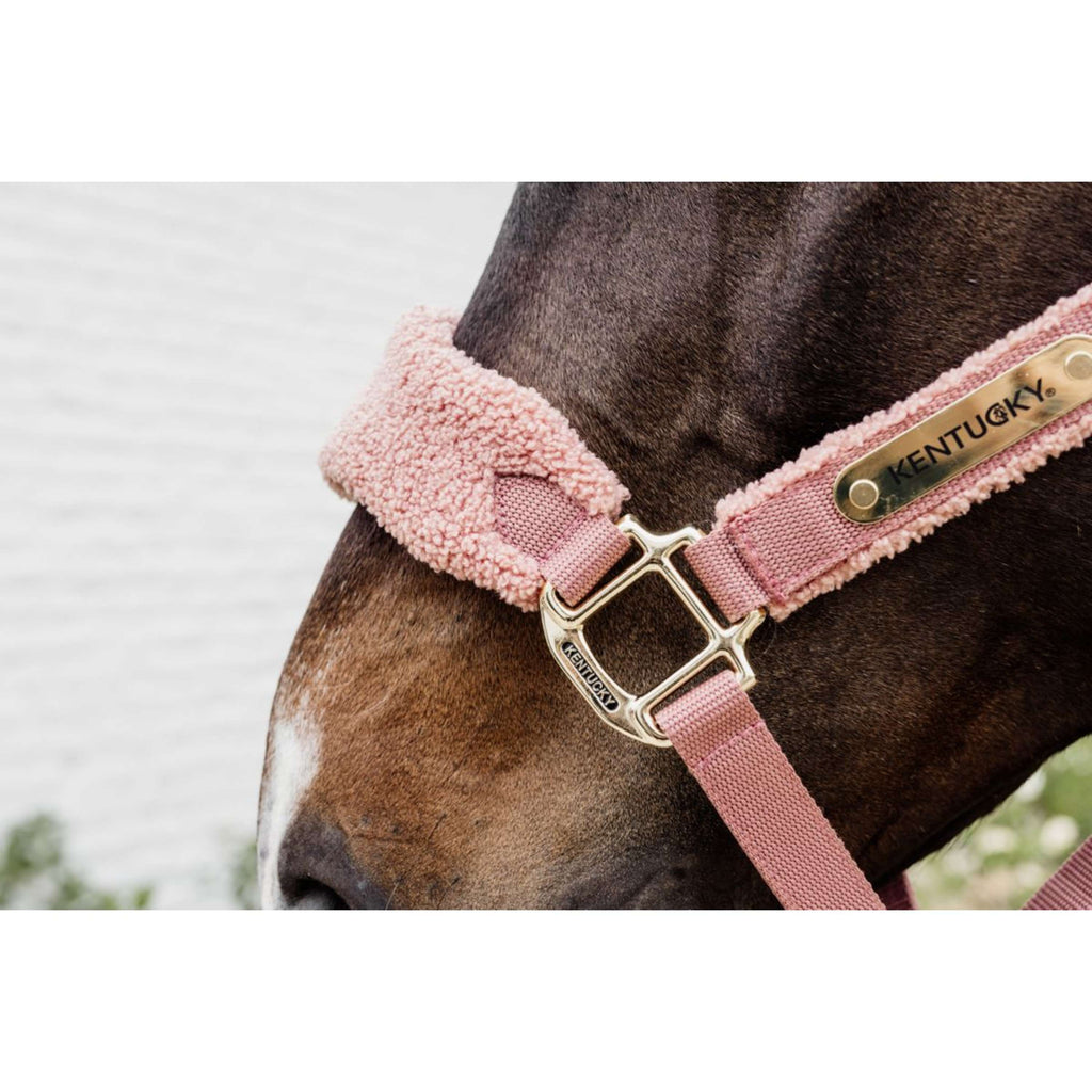 Kentucky Licol Teddy Fleece Rose Vieux