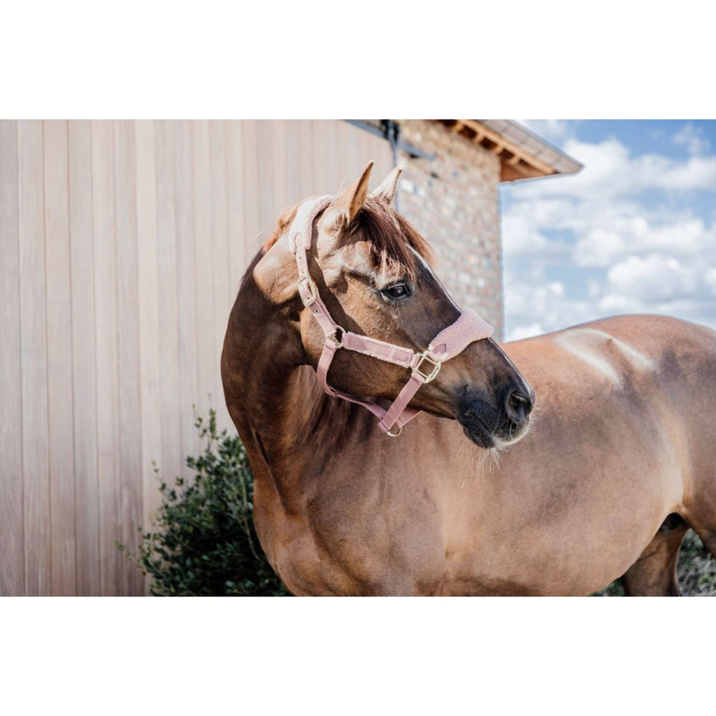 Kentucky Licol Teddy Fleece Rose Vieux