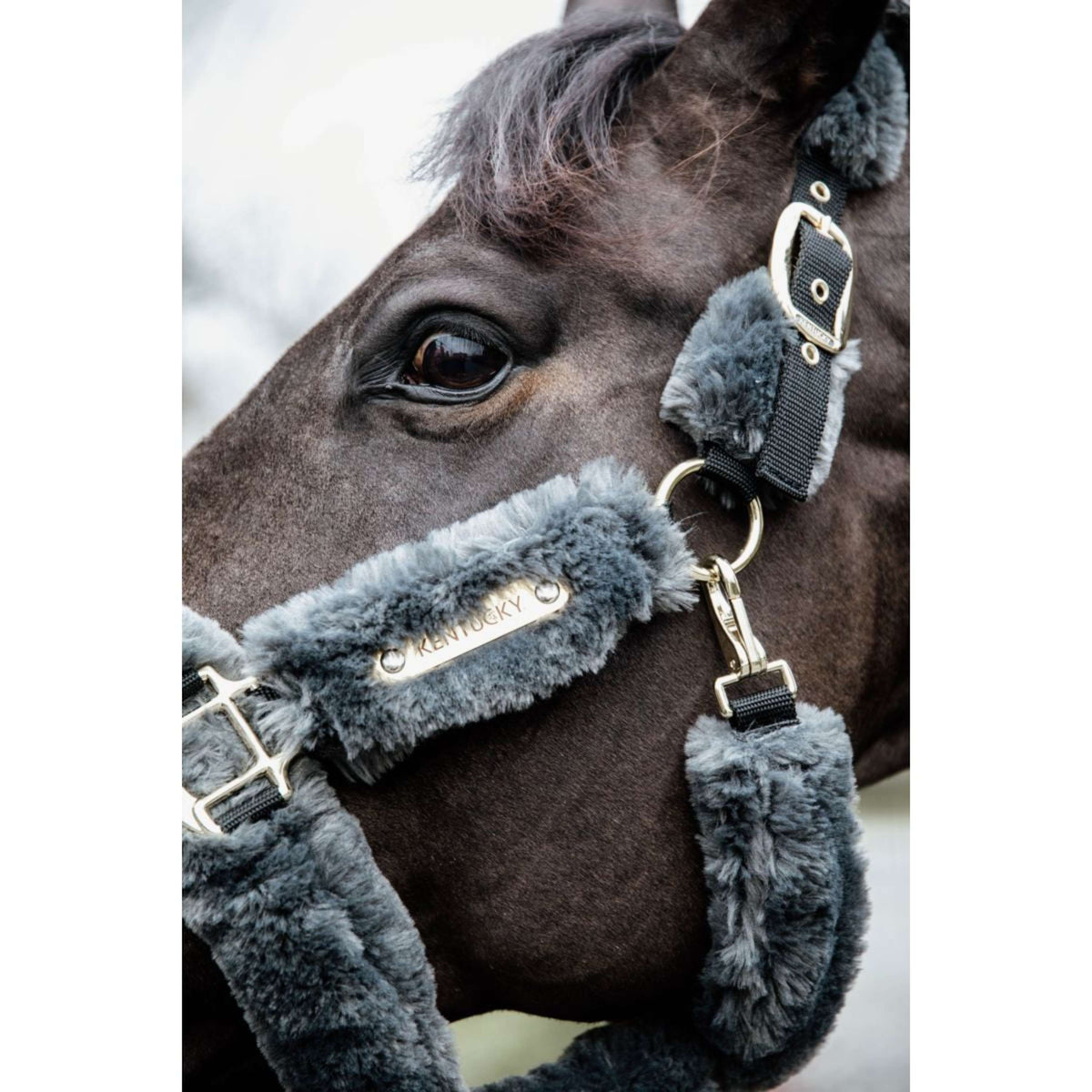 Kentucky Licol Sheepskin Gris