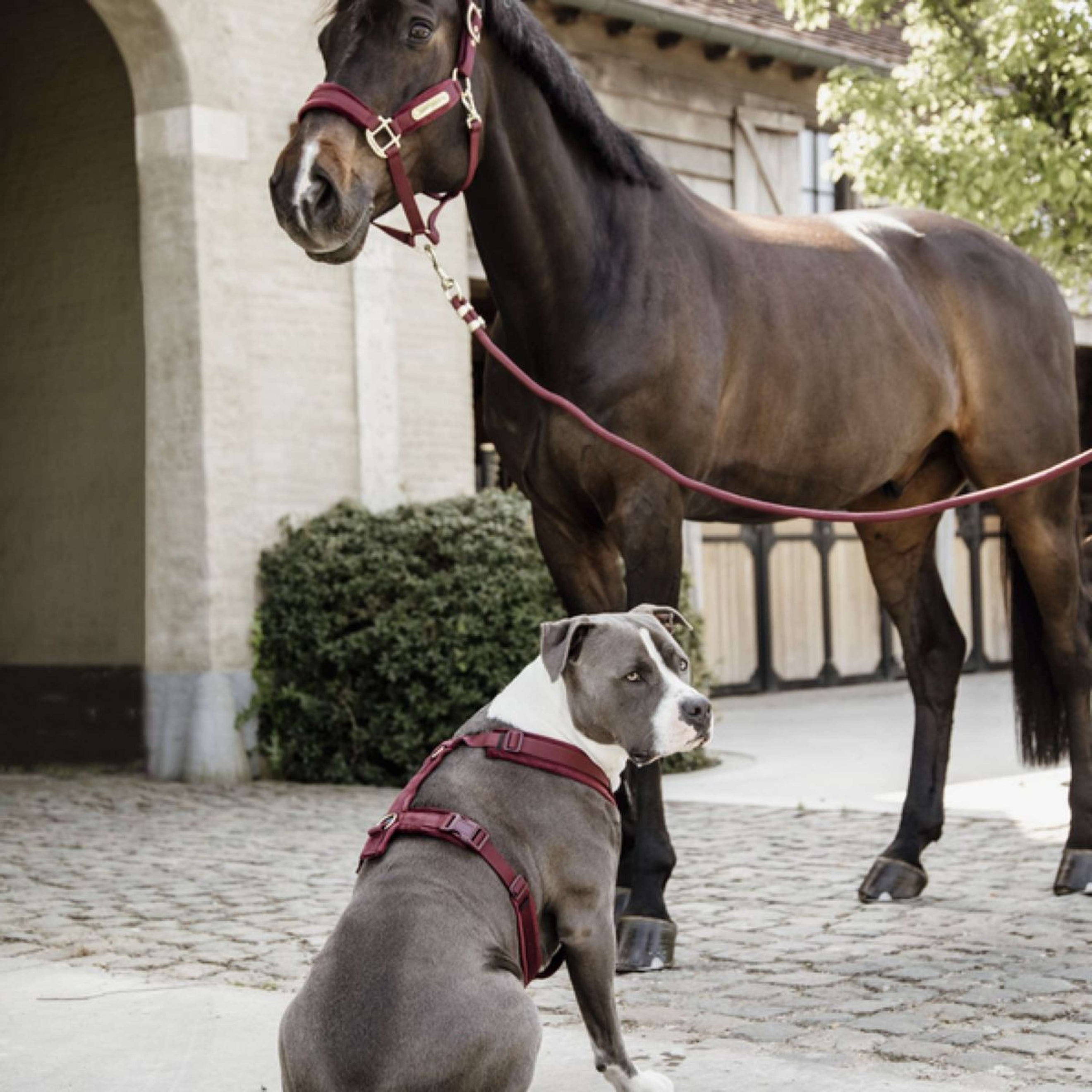 Kentucky Corde pour Licol Basic Bordeaux