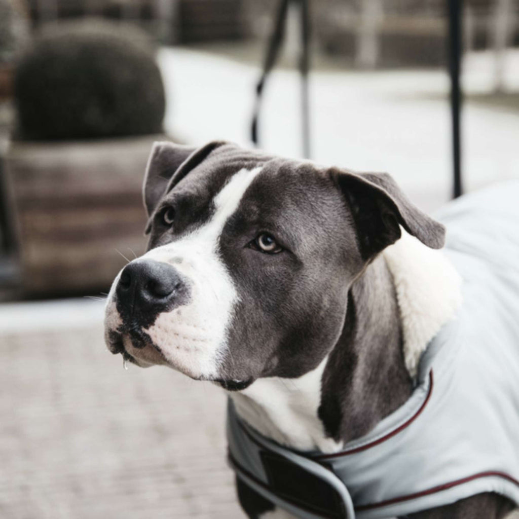 Kentucky Veste pour Chien Waterproof 160g Dusty Blue