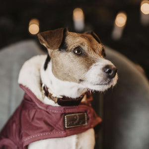 Kentucky Collier Corduroy Bordeaux