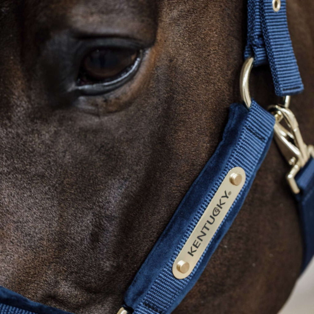 Kentucky Licol velours Marin