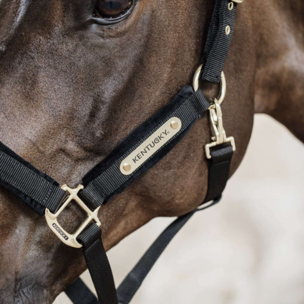 Kentucky Licol velours Noir
