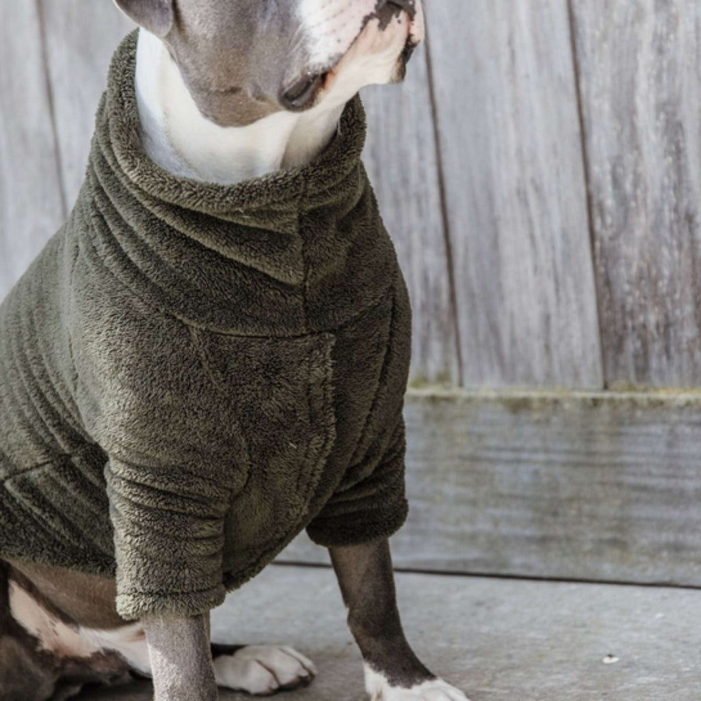 Kentucky Pull Chien Teddy Fleece Pine Green