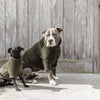 Kentucky Pull Chien Teddy Fleece Pine Green