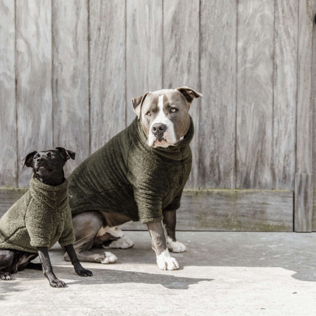 Kentucky Pull Chien Teddy Fleece Pine Green
