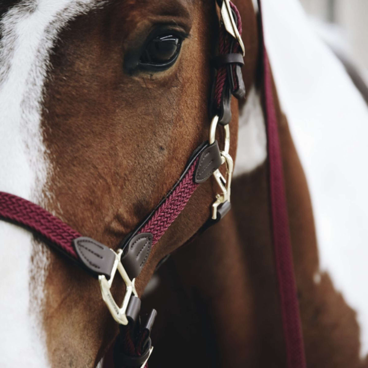 Kentucky Licol Plaited Nylon Bordeaux