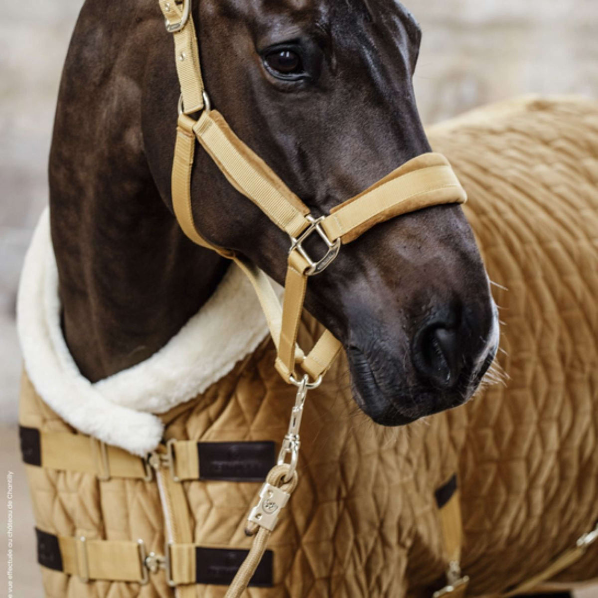 Kentucky Corde pour Licol Basic Moutarde