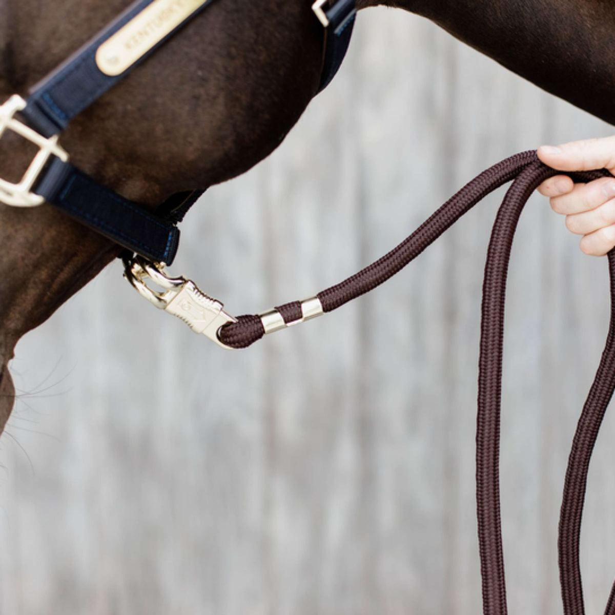 Kentucky Corde pour Licol Crochet Panique Marron