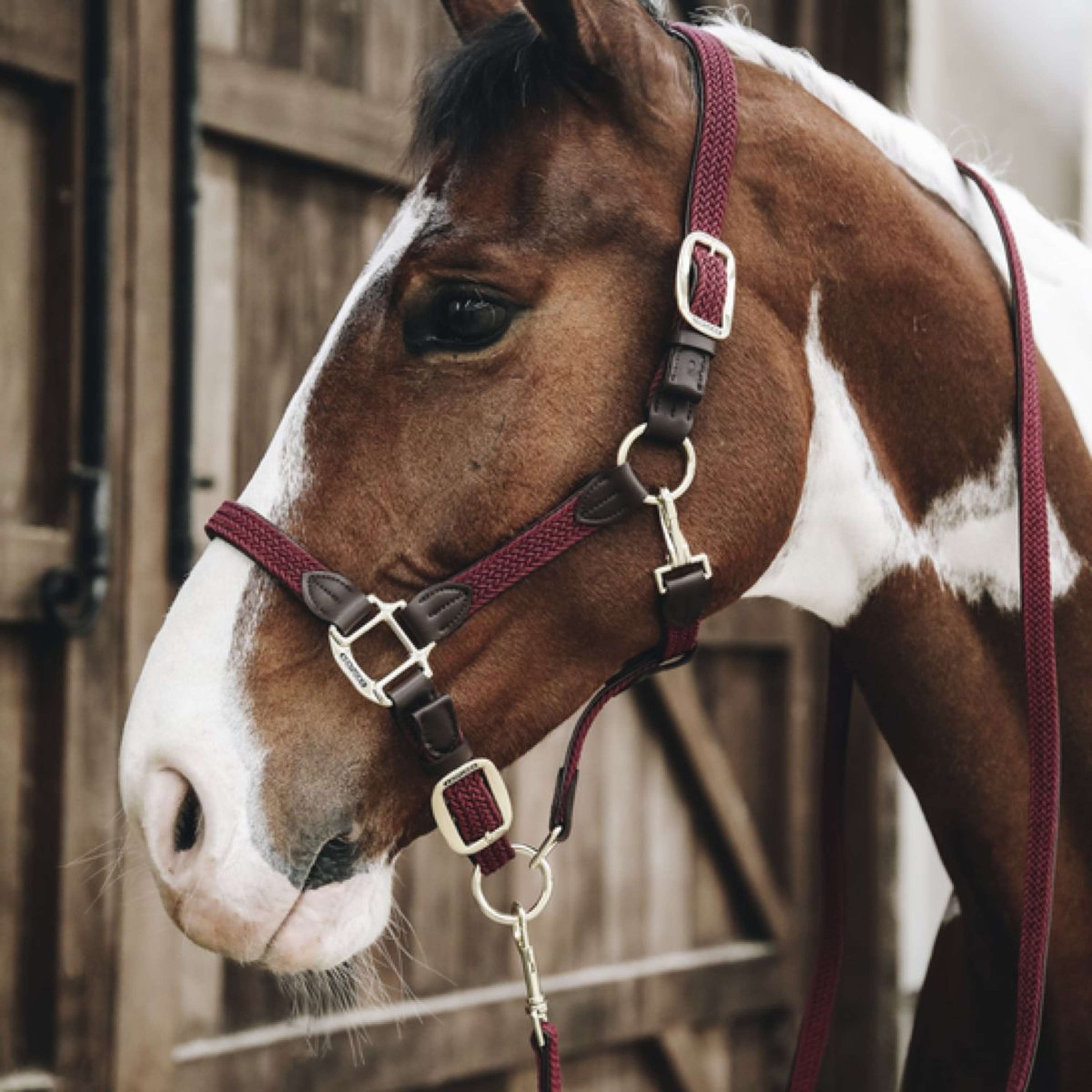 Kentucky Corde pour Licol Plaited Nylon Bordeaux