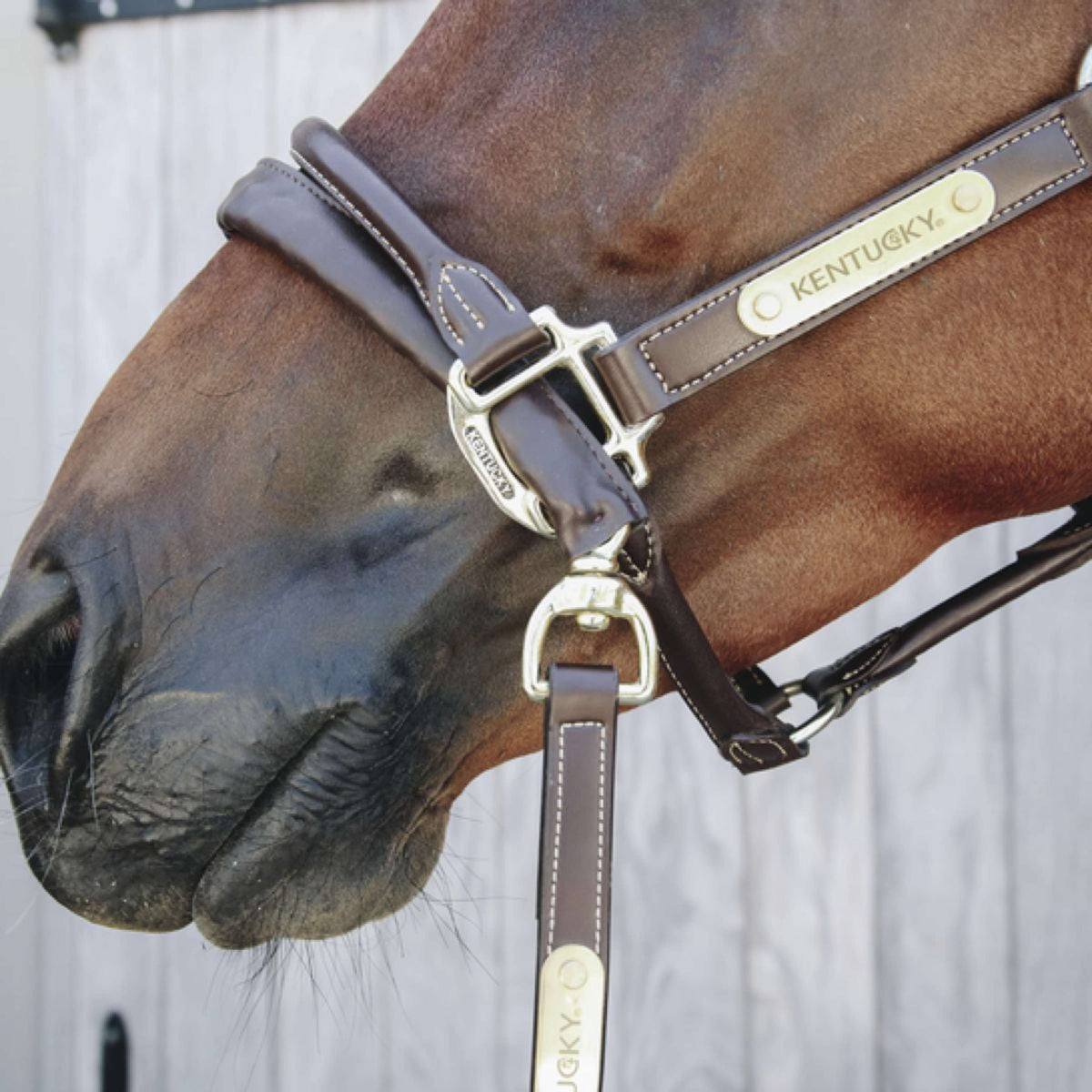 Kentucky Chaîne Leather Covered Marron