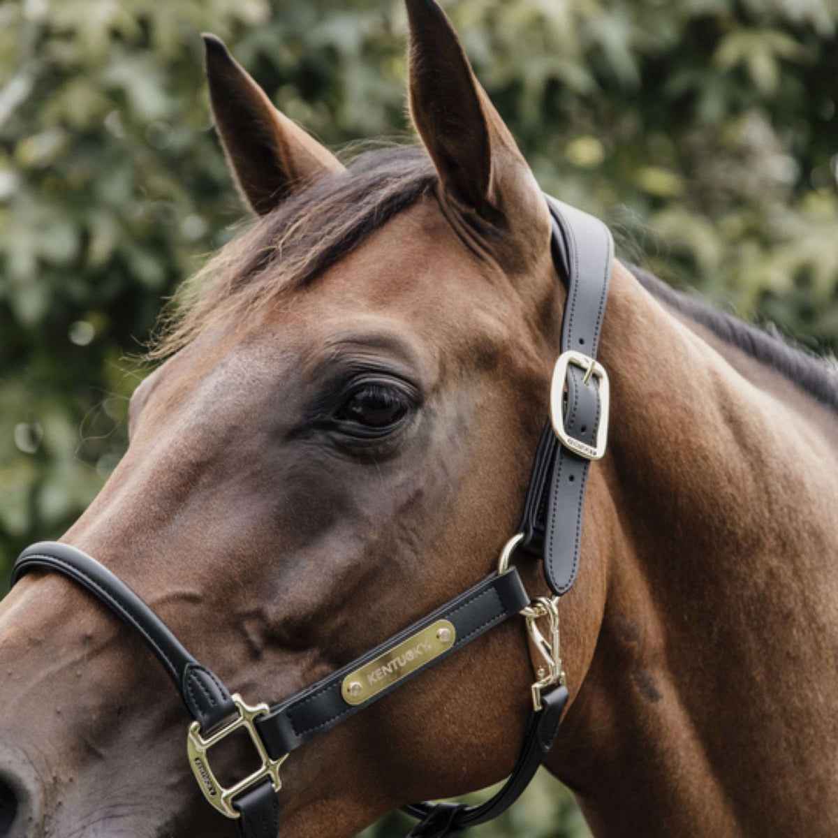 Kentucky Têtière pour licol en similicuir Noir