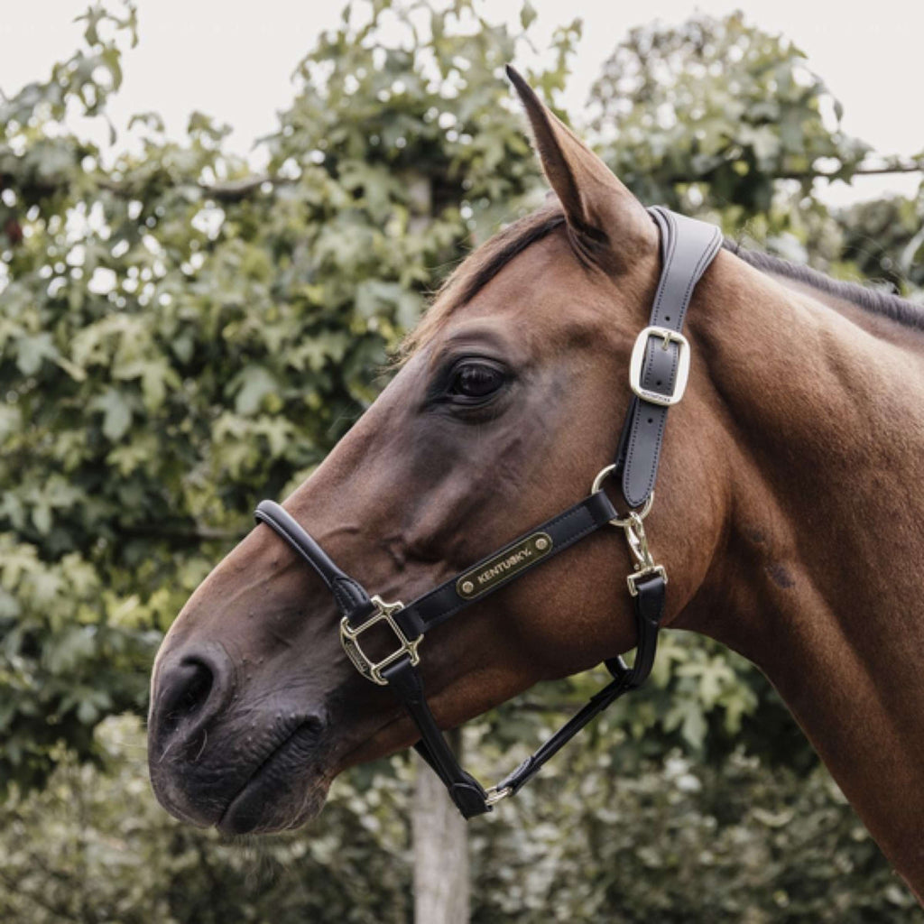 Kentucky Licou Cuir Anatomique Noir