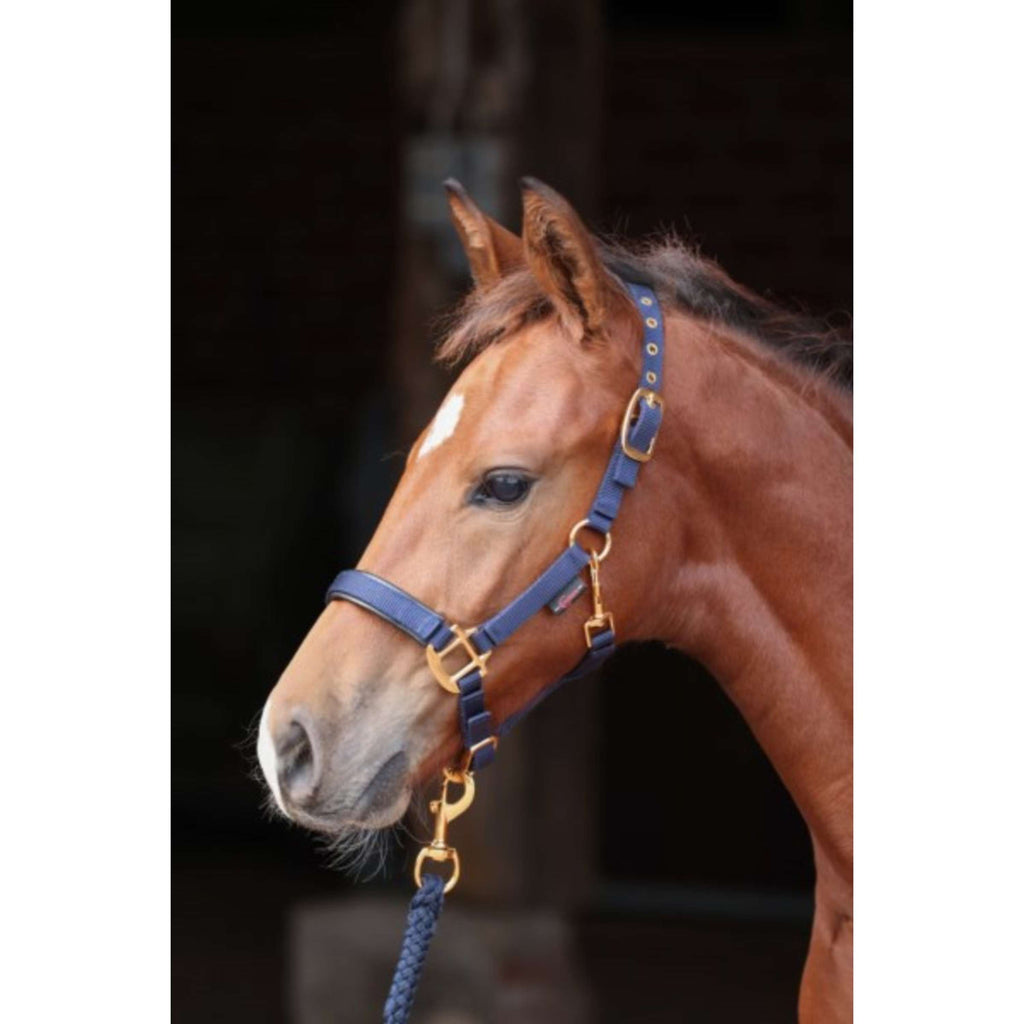 Covalliero Licol pour Poulain TopLine Marin