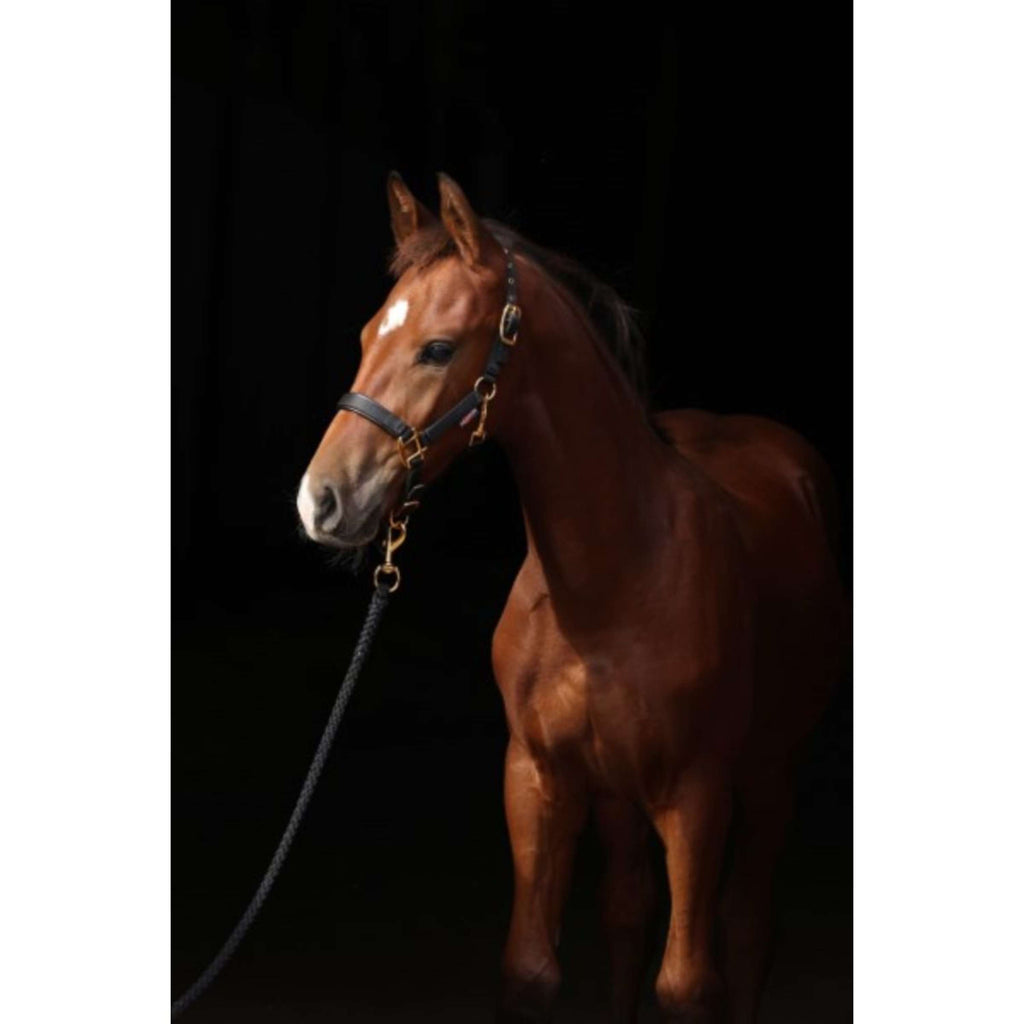 Covalliero Licol pour Poulain TopLine Noir