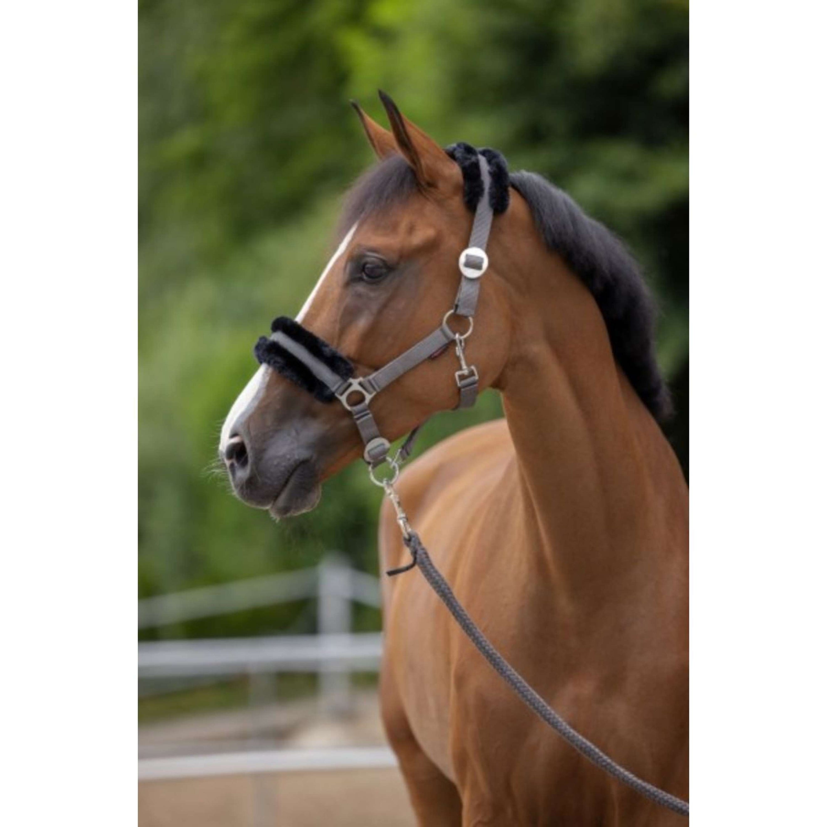 Covalliero Licol ClassicSoft Pierre Covalliero Licol ClassicSoft Pierre