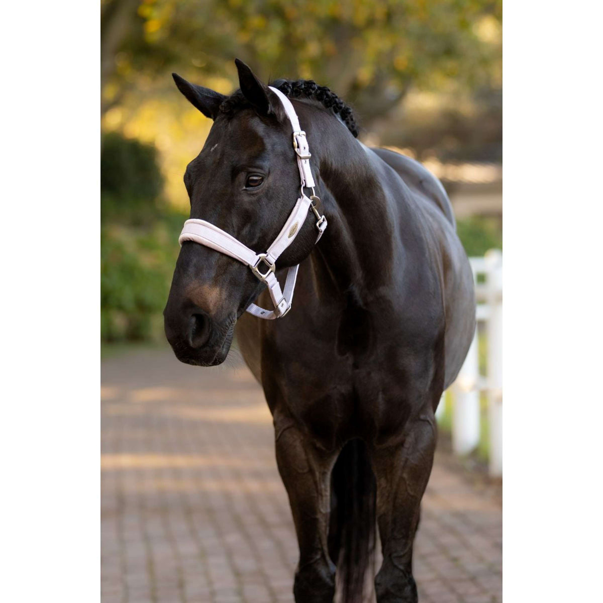 LeMieux Licol Versailles Violet