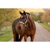 LeMieux Licol Essence Rosemary