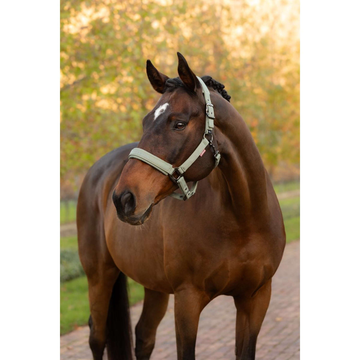 LeMieux Licol Essence Rosemary