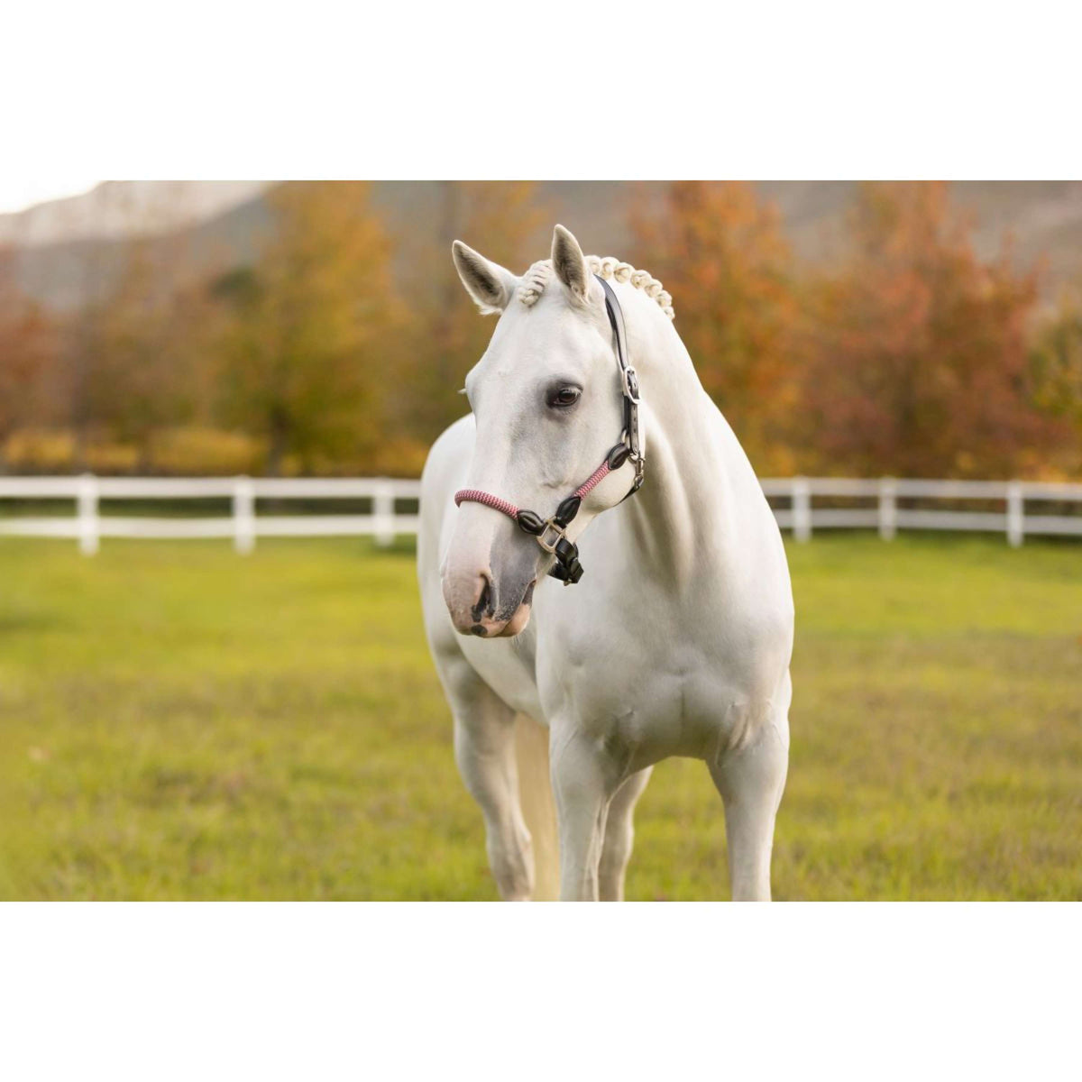 LeMieux Licol Ropella Airelle