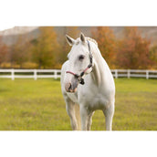 LeMieux Licol Ropella Airelle