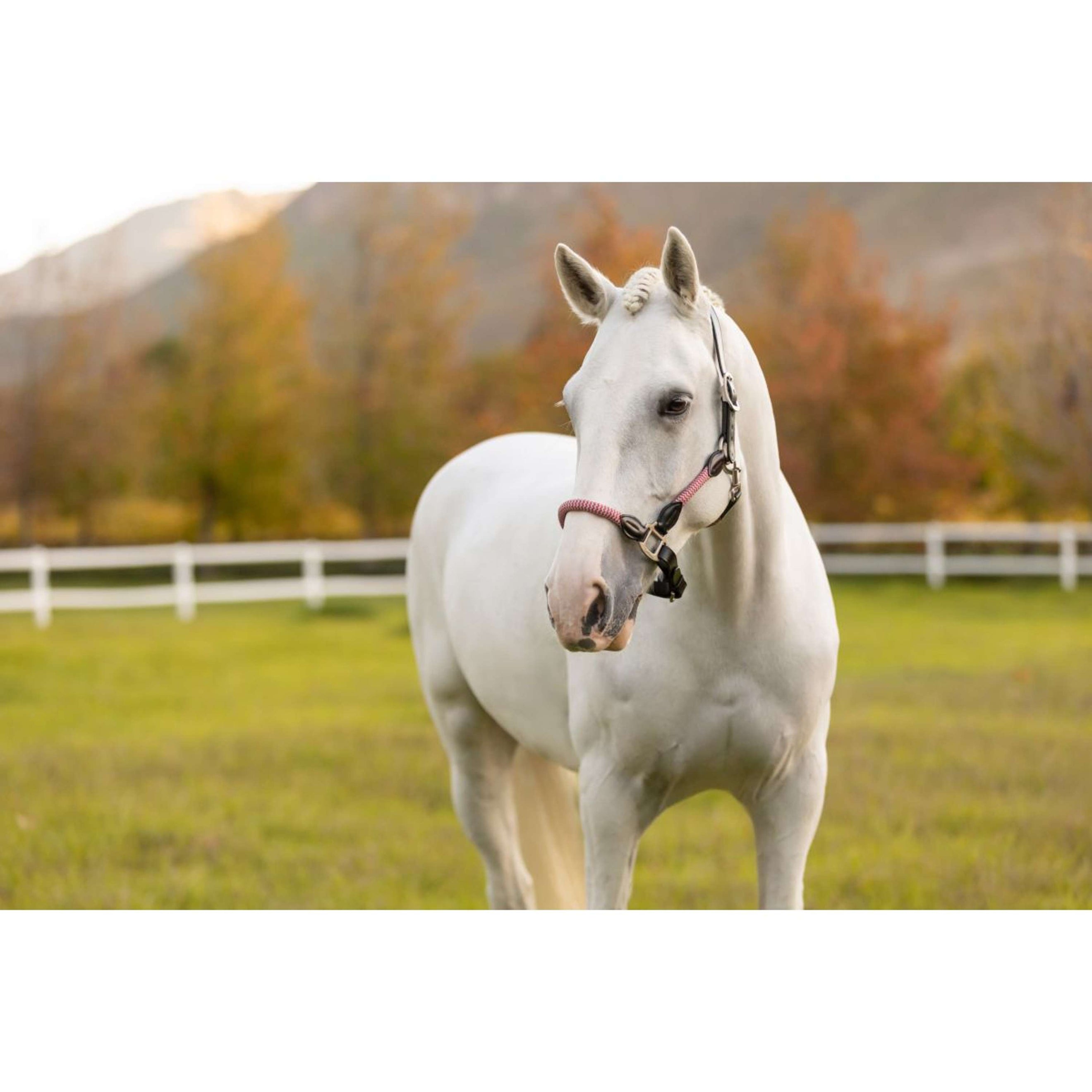 LeMieux Licol Ropella Airelle LeMieux Licol Ropella Airelle