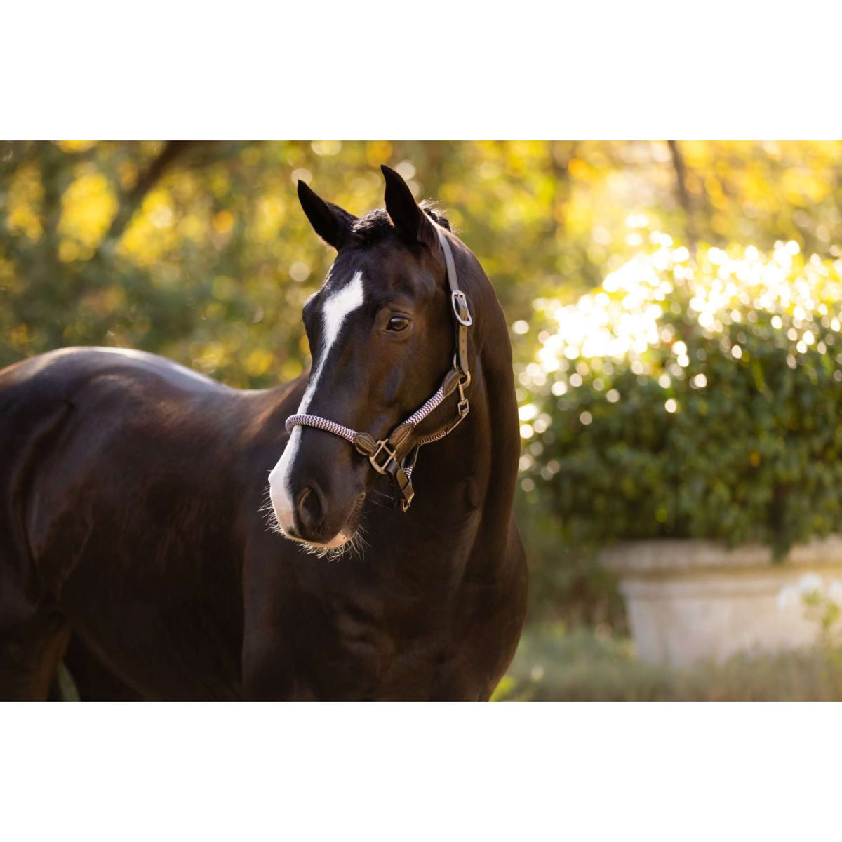 LeMieux Licol Ropella Violet