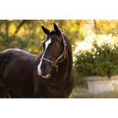 LeMieux Licol Ropella Violet