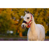 LeMieux Ensemble Licol Mini Vogue Airelle