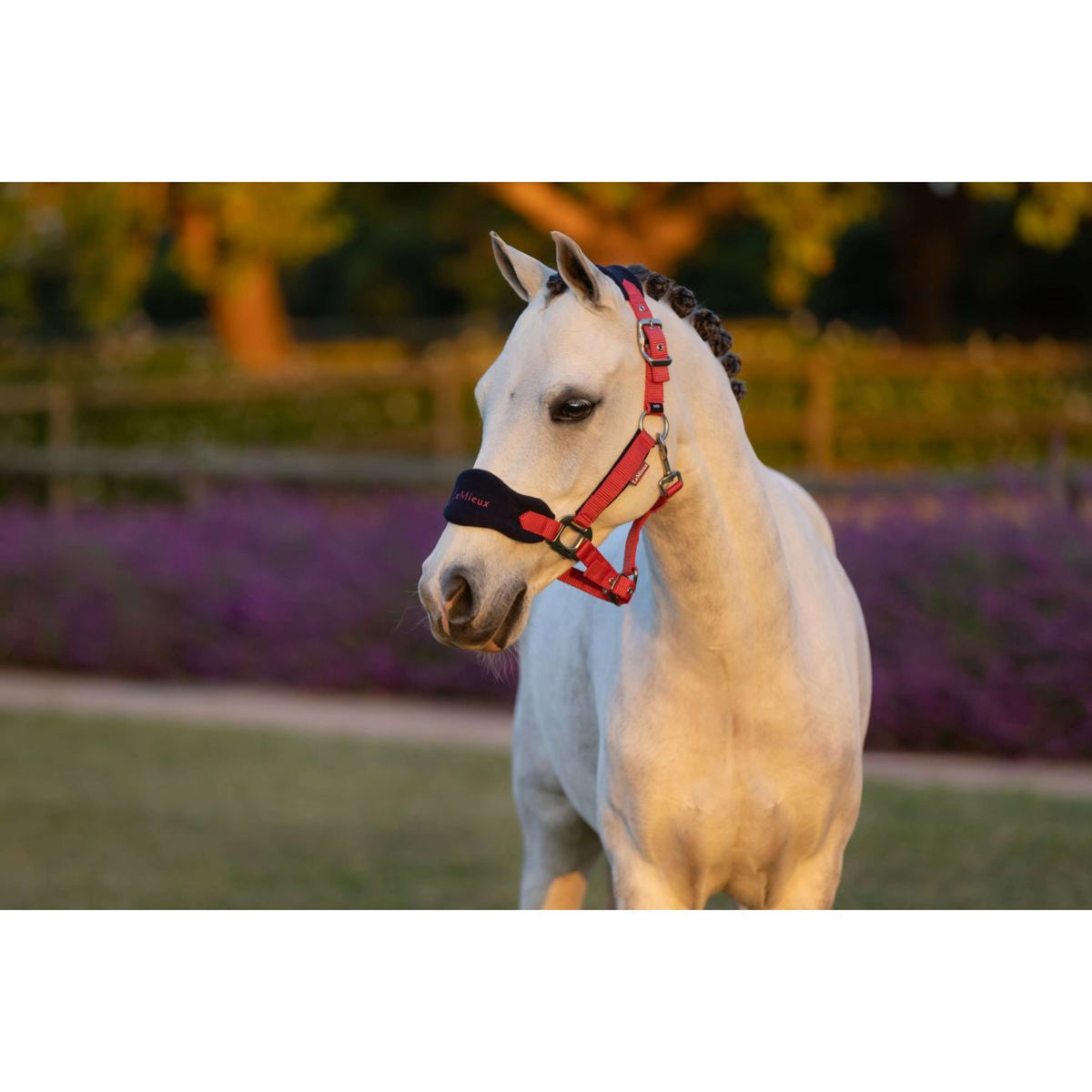 LeMieux Ensemble Licol Mini Vogue Airelle