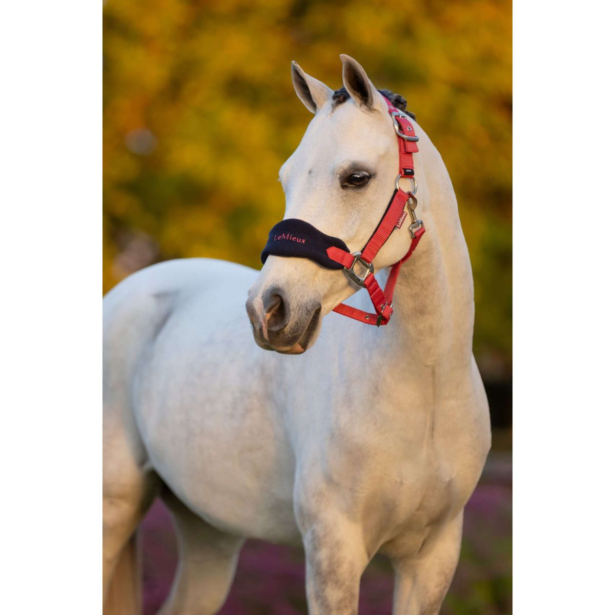 LeMieux Ensemble Licol Mini Vogue Airelle