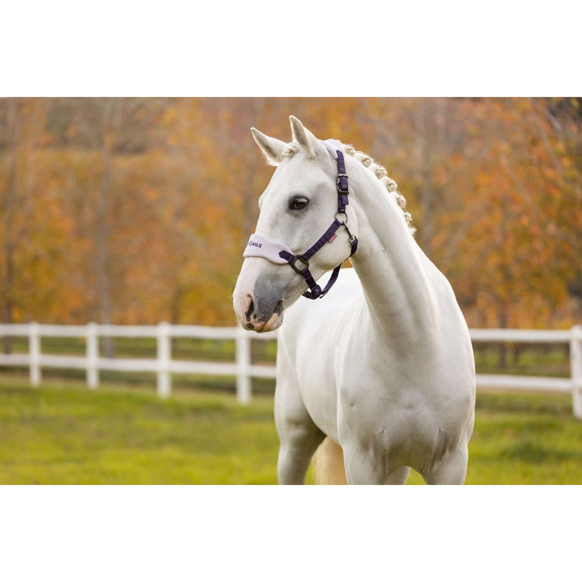 LeMieux Ensemble Licol Vogue Juniper