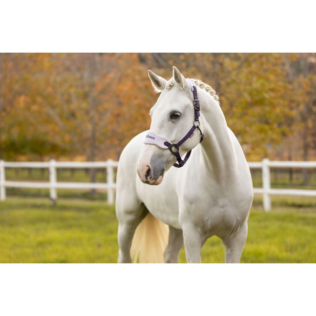 LeMieux Ensemble Licol Vogue Juniper