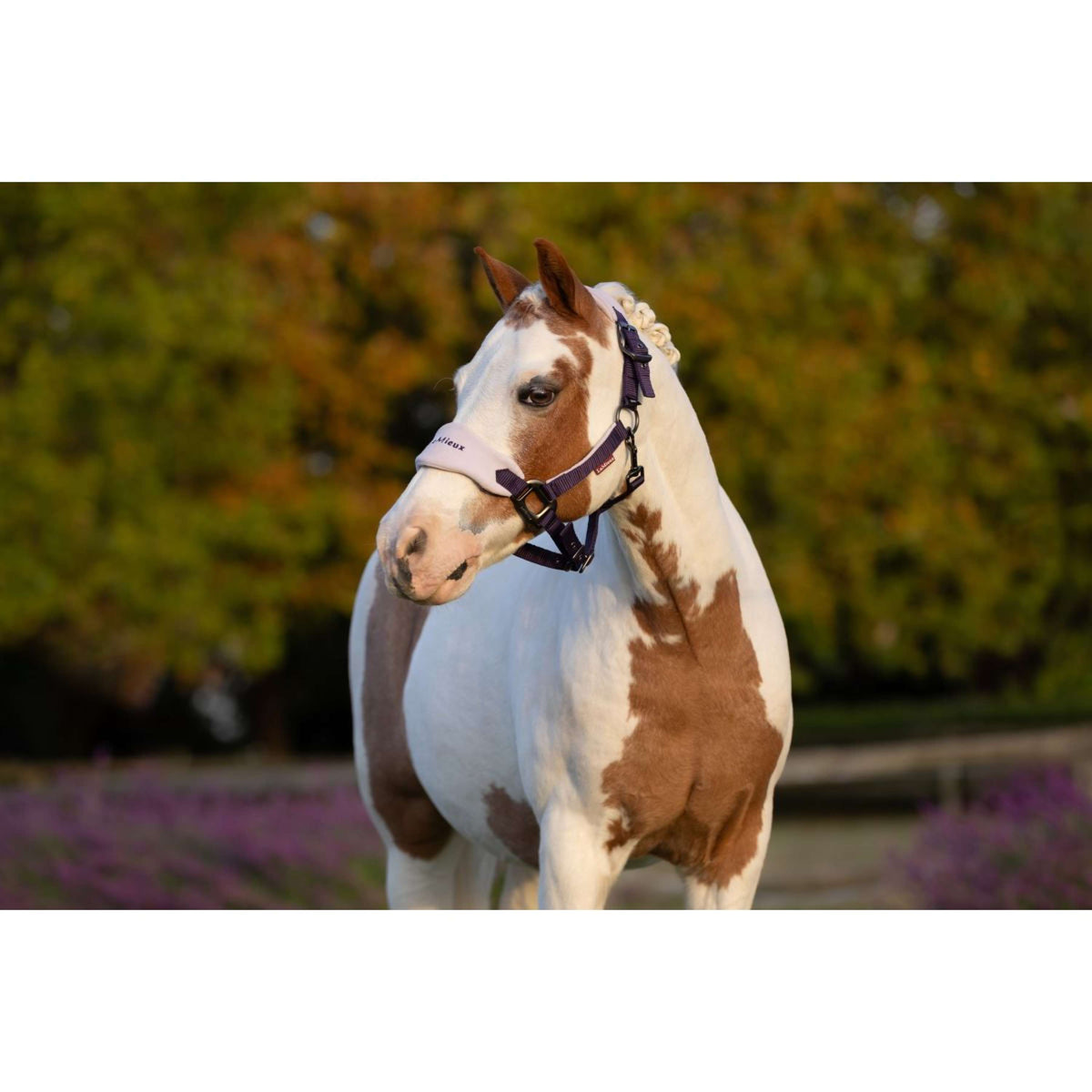 LeMieux Ensemble Licol Mini Vogue Juniper