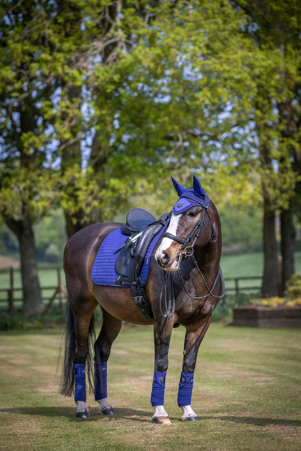 LeMieux Benetton Blue