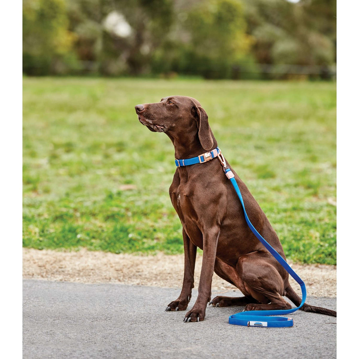 Weatherbeeta Dog Lead Elegance Bleu