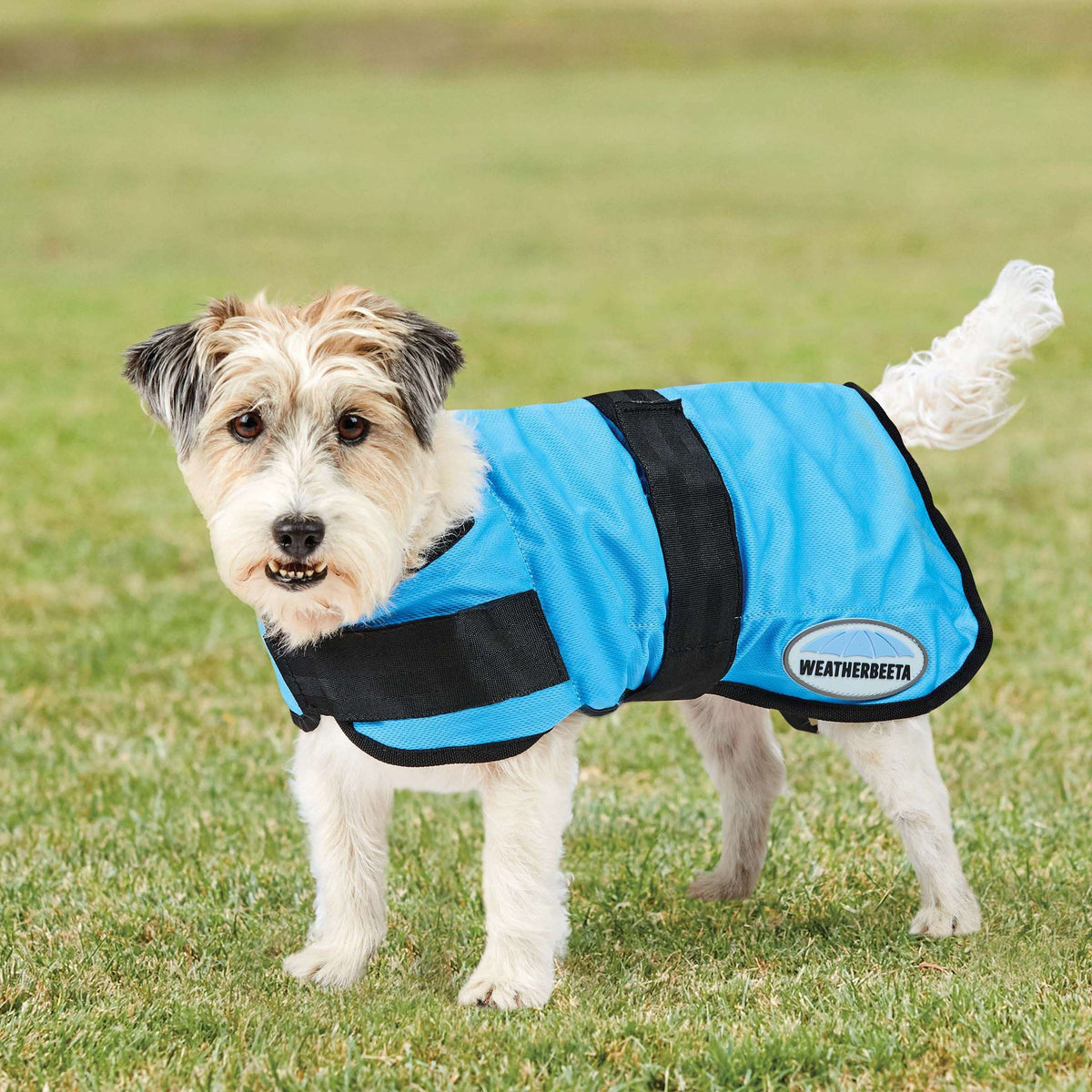 Weatherbeeta Couverture de Refroidissement Therapy-Tec pour Chien Bleu