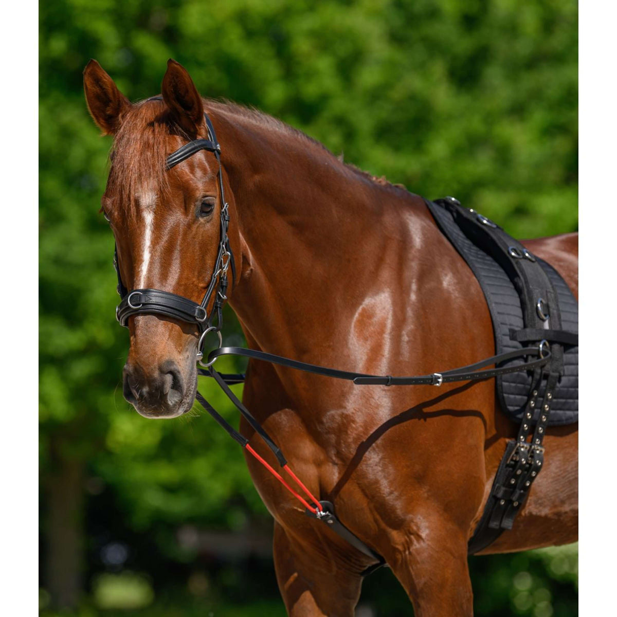 Waldhausen Rênes W-Train