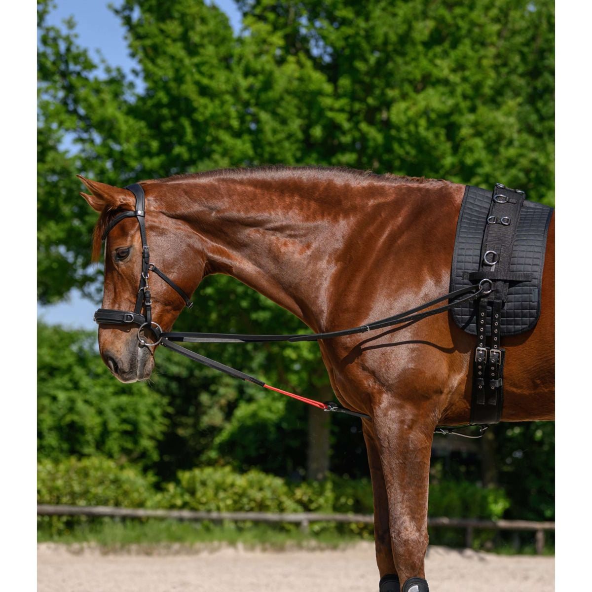 Waldhausen Rênes W-Train