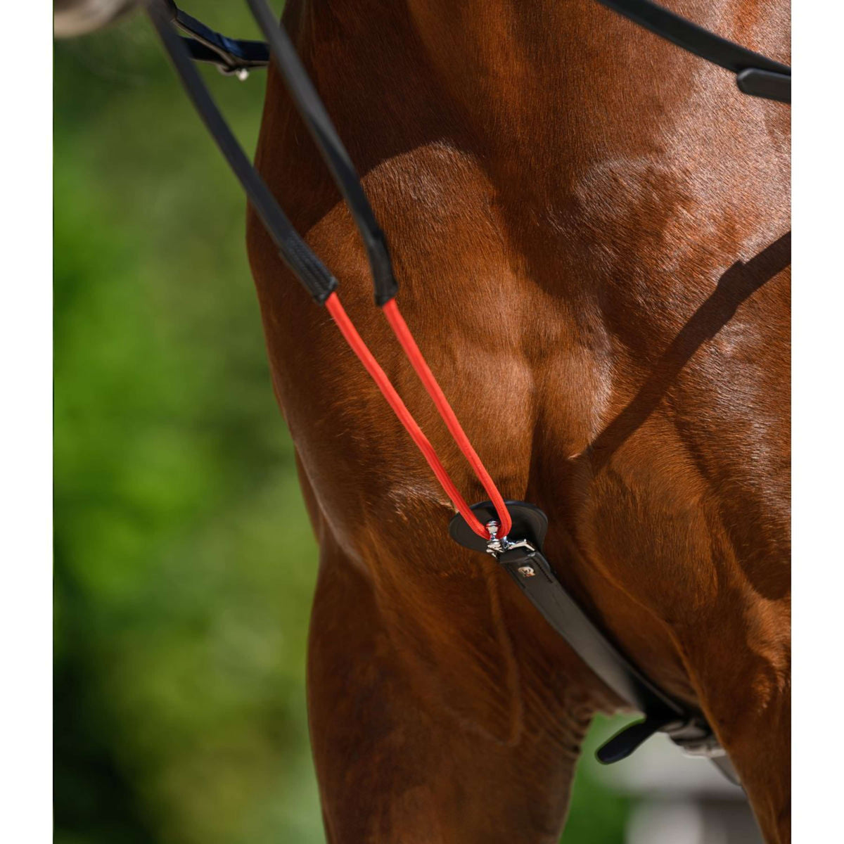 Waldhausen Rênes W-Train