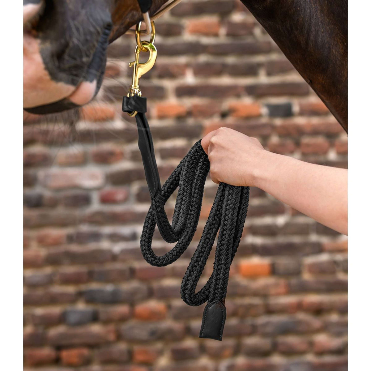 Waldhausen Corde pour Licol Royal avec Mousqueton Noir