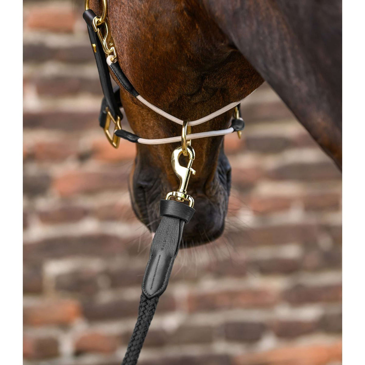 Waldhausen Corde pour Licol Royal avec Mousqueton Noir
