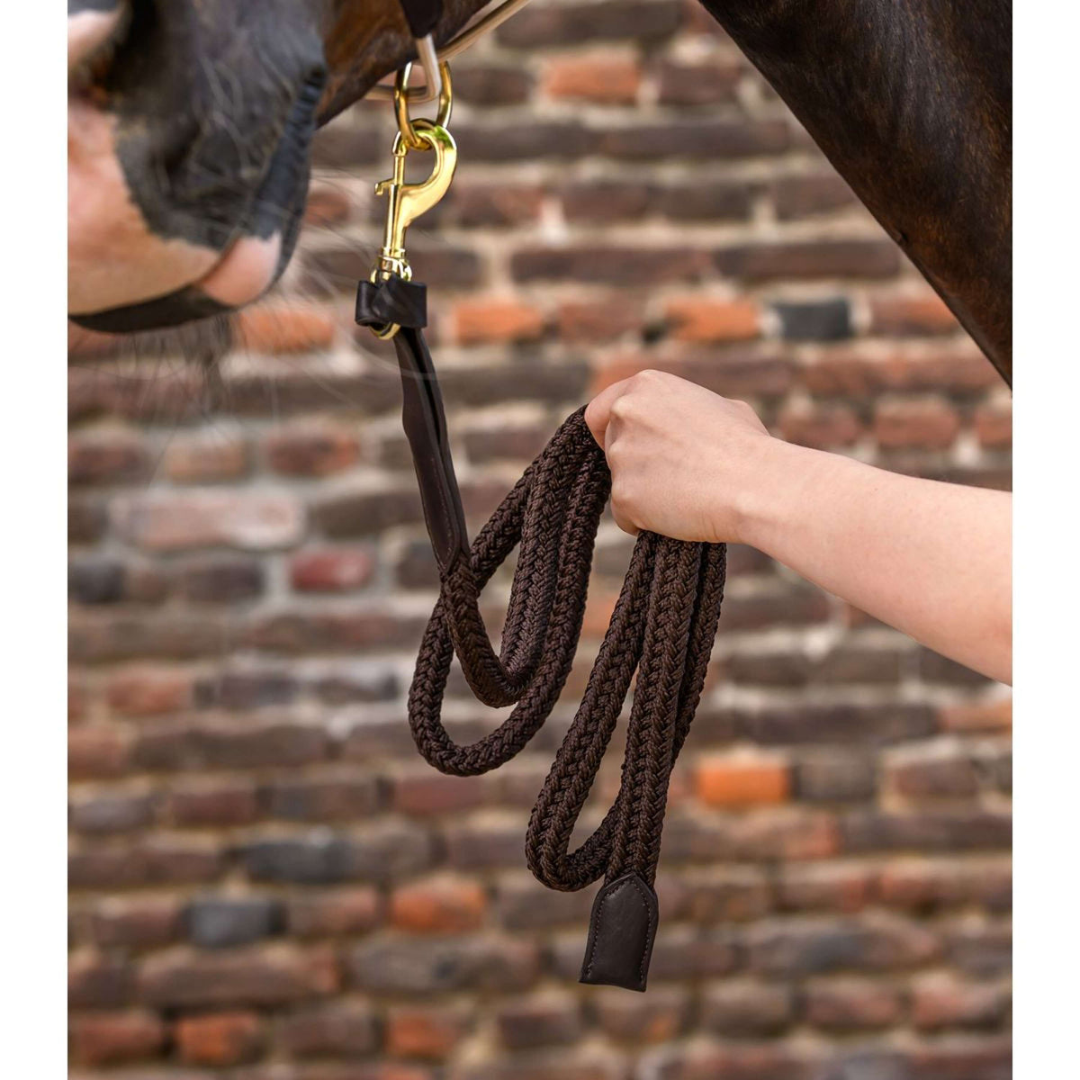 Waldhausen Corde pour Licol Royal avec Mousqueton Marron