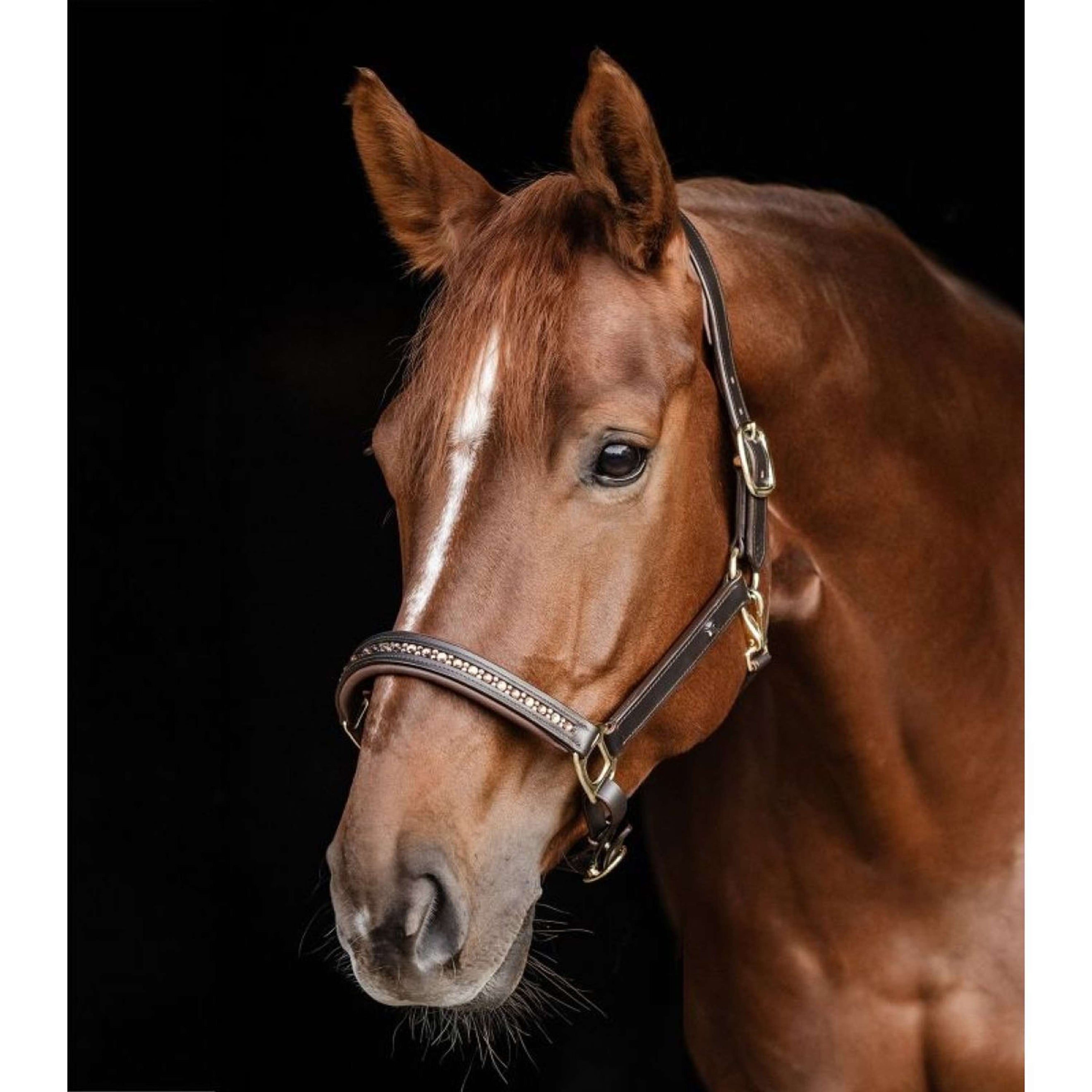 Waldhausen Halster Licol Crystal Marron/or Waldhausen Halster Licol Crystal Marron/or