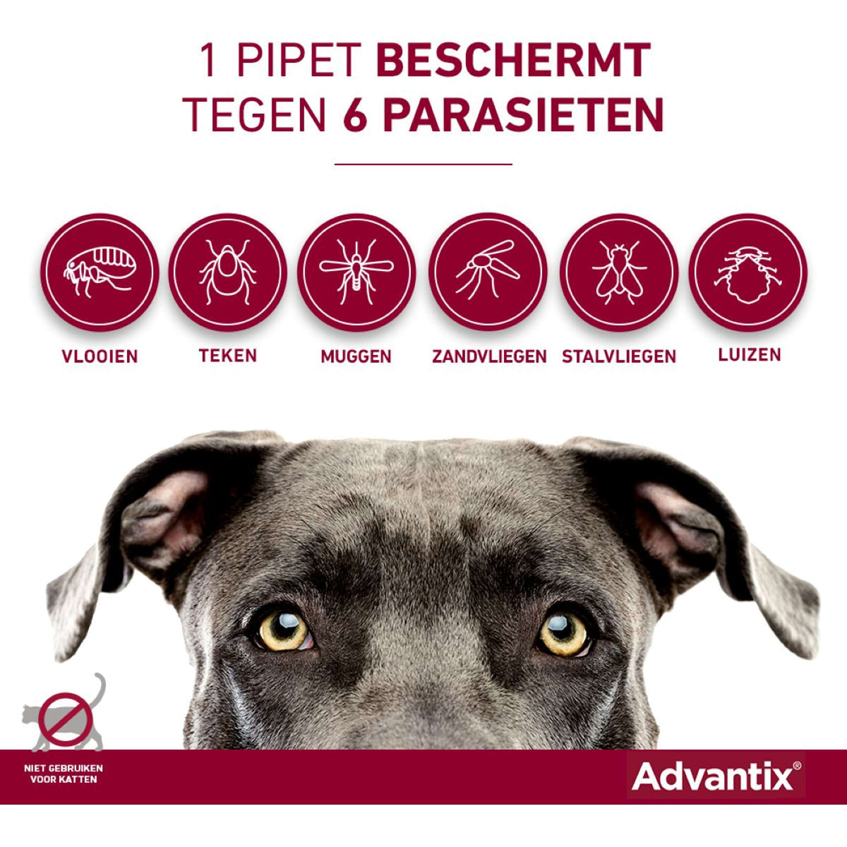 Advantix 250/1250 Spot-On Chien 10-25kg