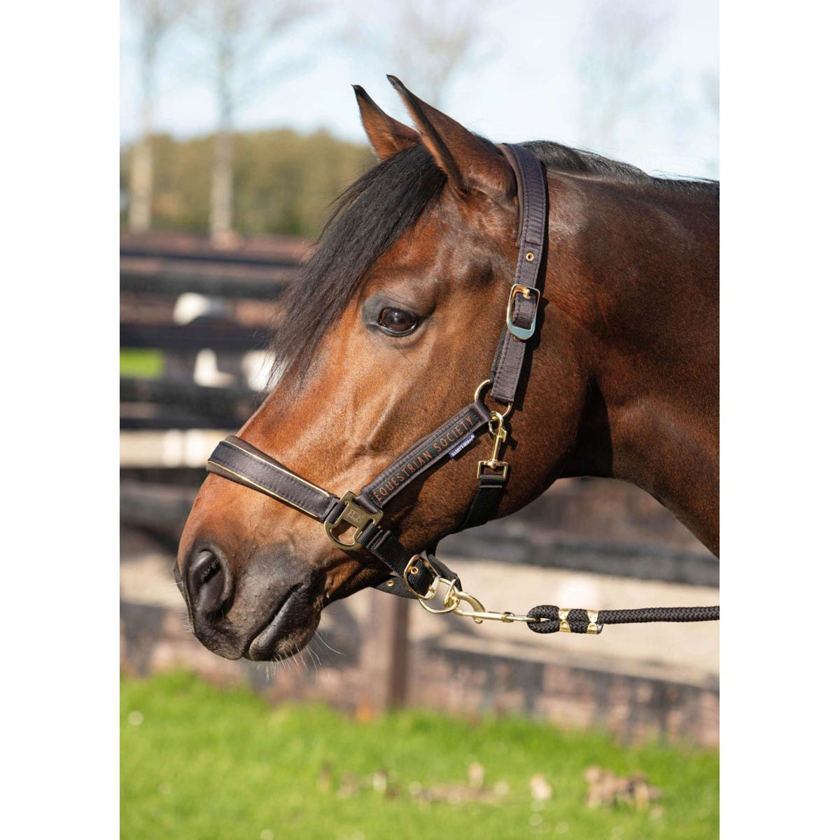 Harry's Horse Ensemble Licol Kirchberg Jet Black