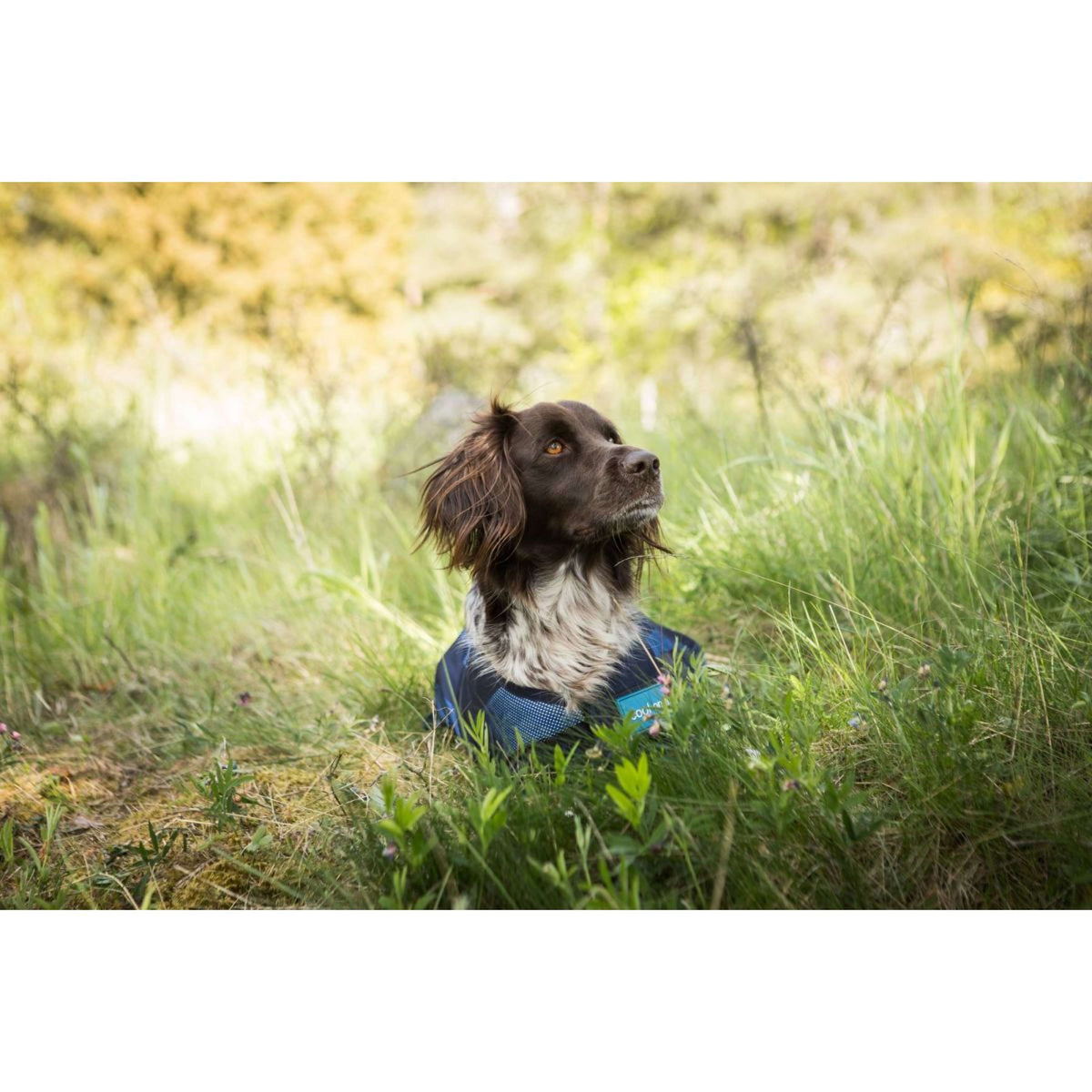 Cool on Track Veste pour Chien 2.0 Bleu